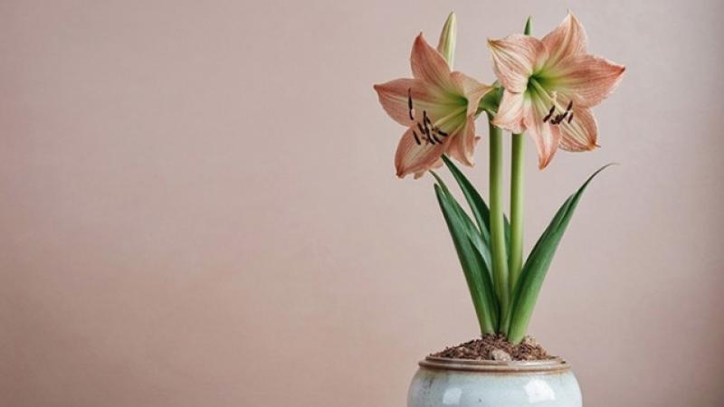 amaryllis 