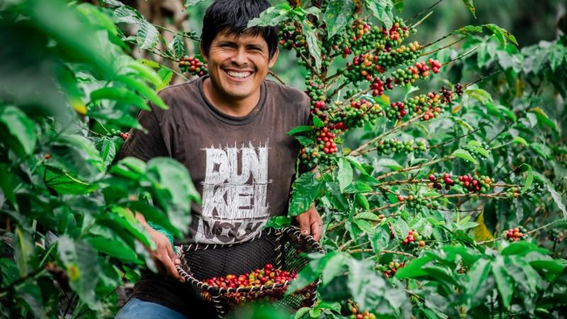 CAFE exportaciones midagri