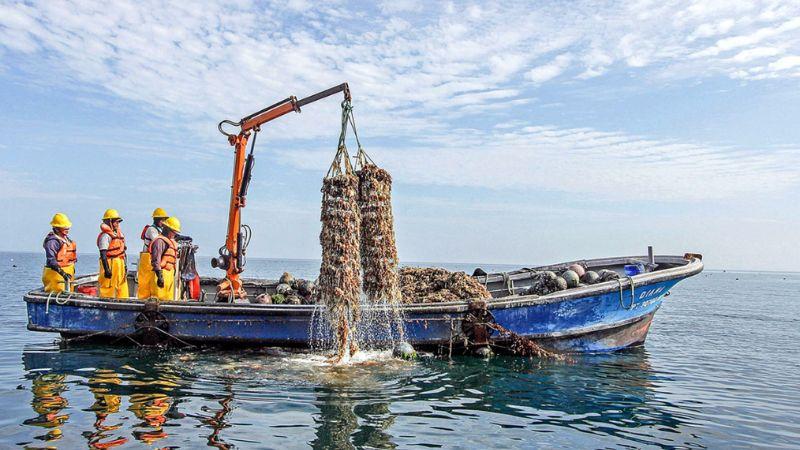 embarcación pesquera