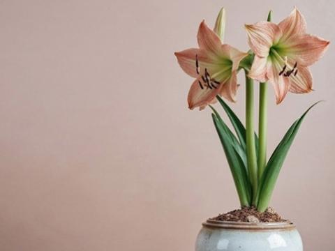 amaryllis 