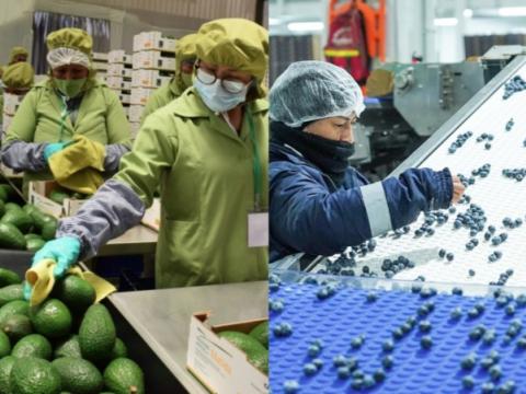 Midagri frutas agroexportaciones