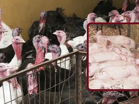 pavo cerdo midagri lechones san luis año nuevo navidad