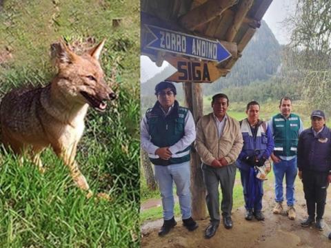 serfor zorro run run 