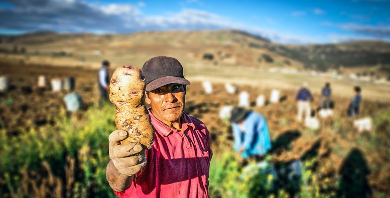 midagri papa agricultores