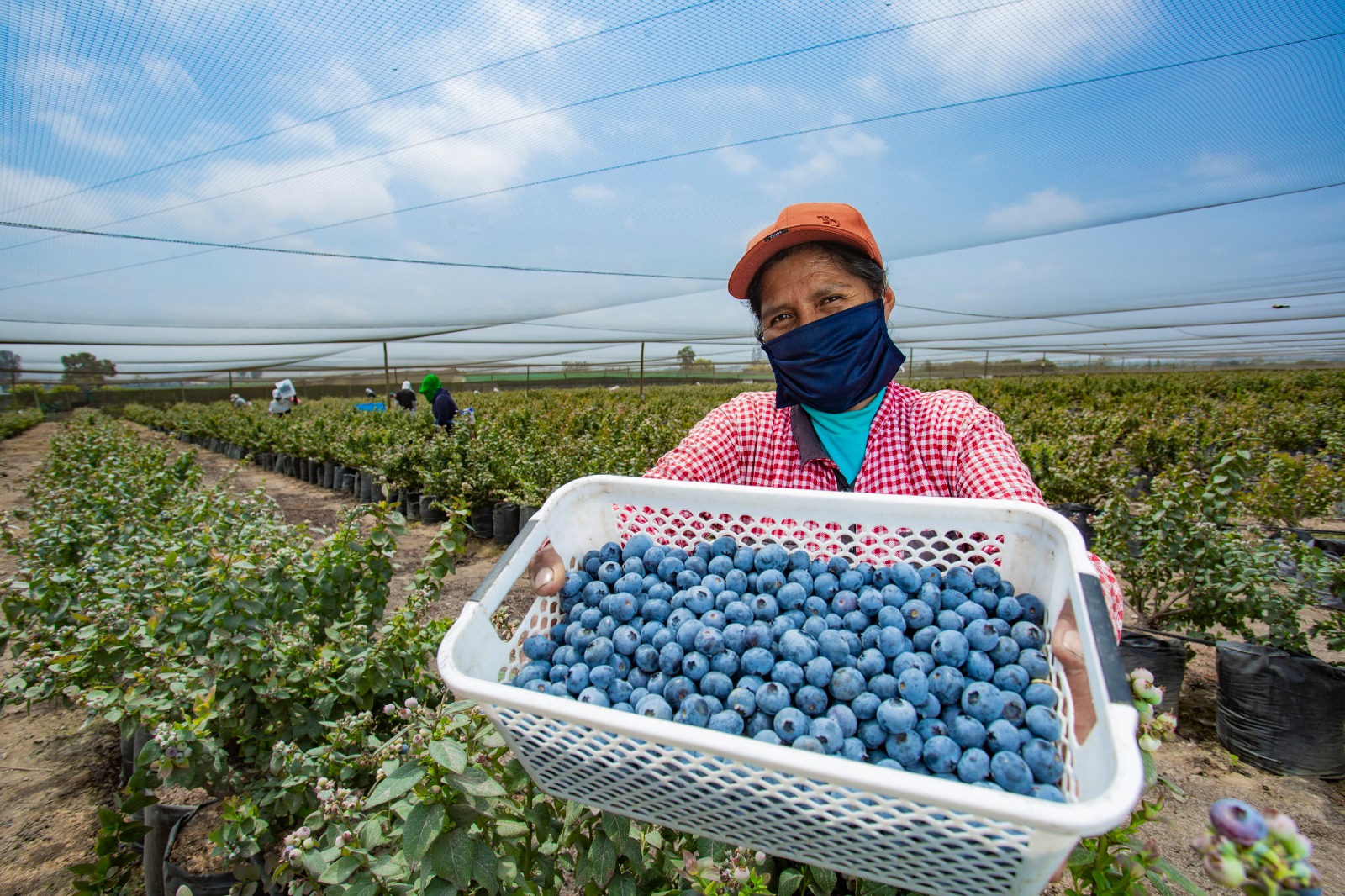 Agroexportación: Perú batió récord con US$ 10 mil millones en ventas | Radio  Nacional